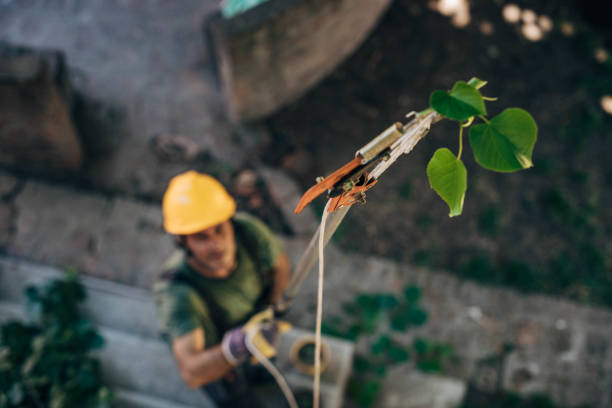 Tree Removal for Businesses in Greeneville, TN